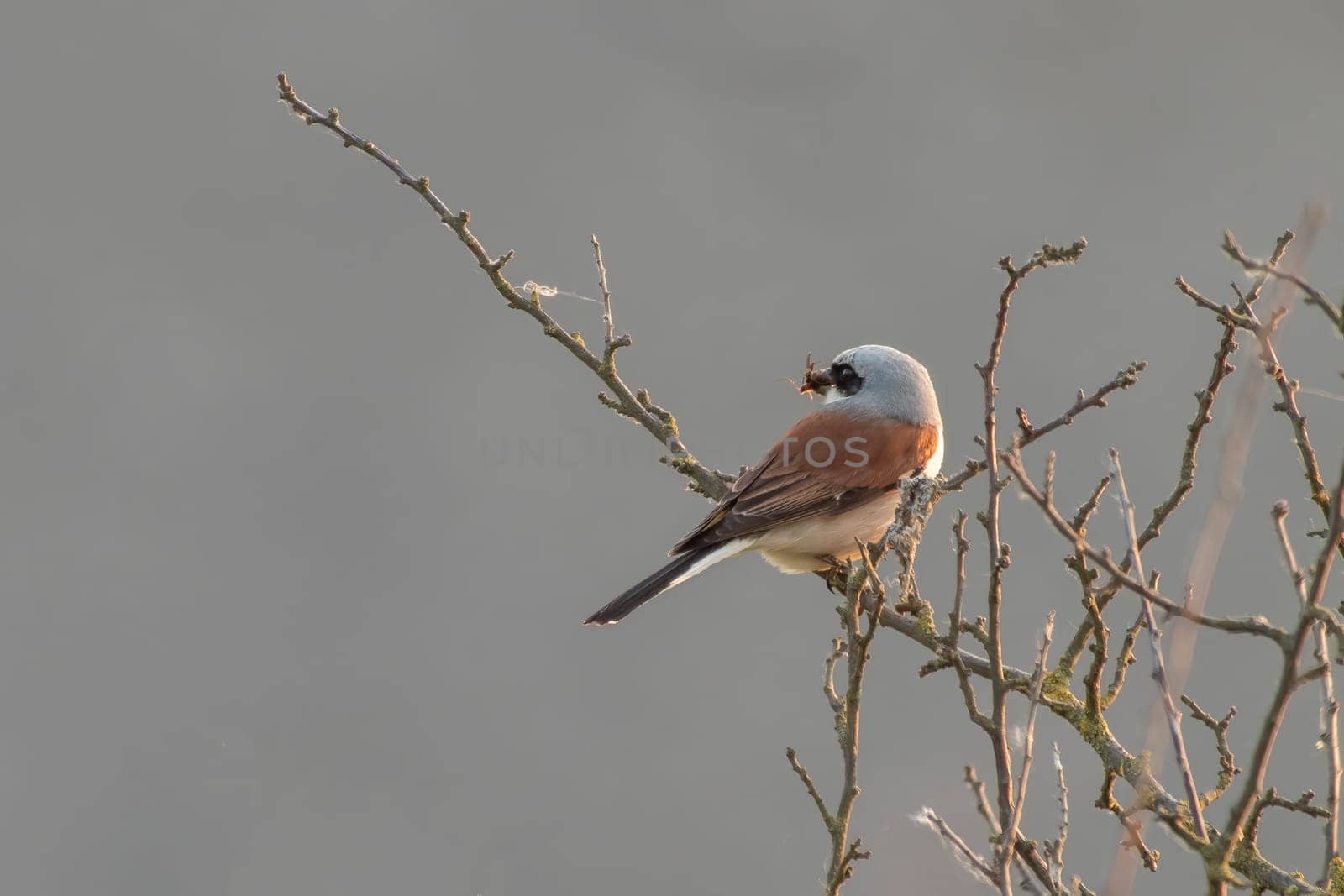 a male red-backed shrike sitting on a branch in a park