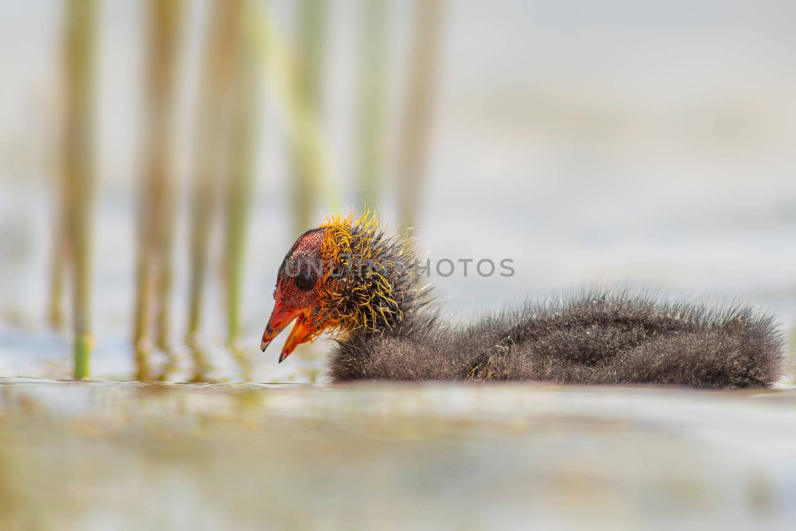 a young chick coot (Fulica atra) swims on a reflecting lake