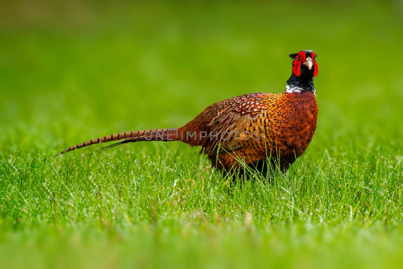 a pheasant rooster (Phasianus colchicus) stands on a green meadow
