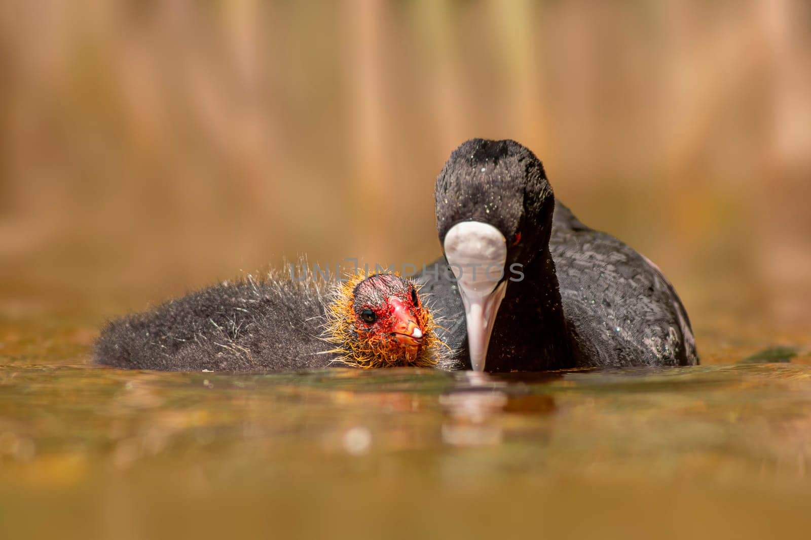 a adult coot (Fulica atra) feeds its young chick on a reflecting lake