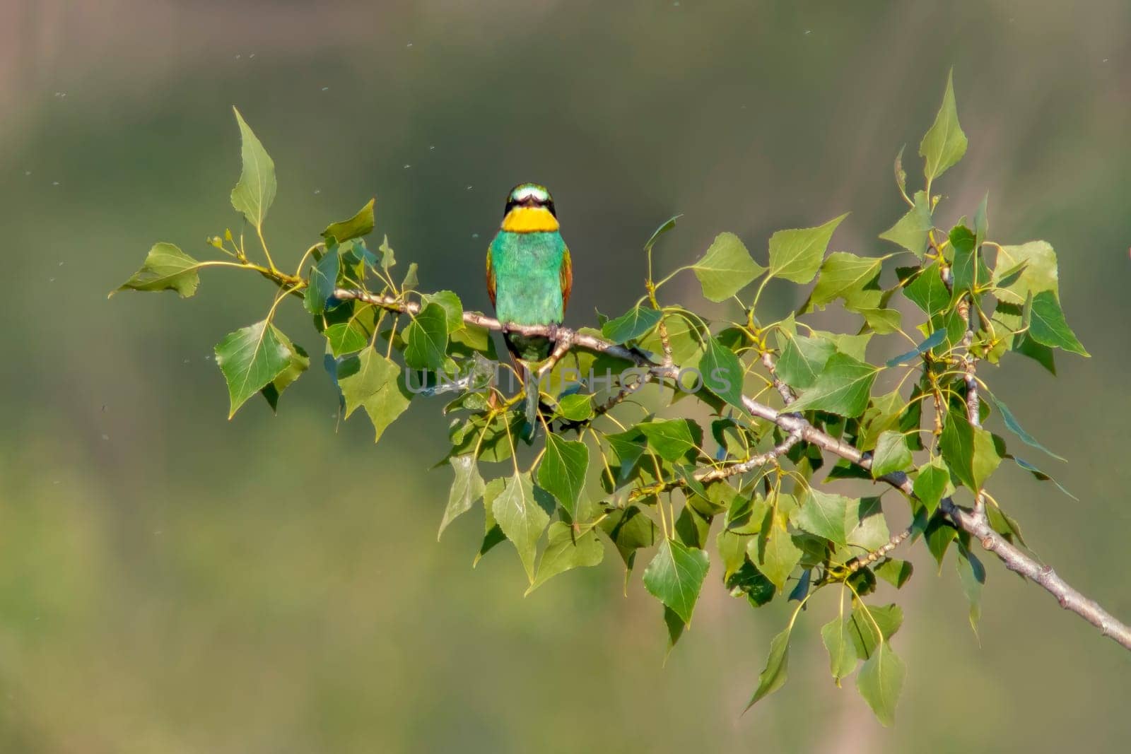 a colorful bee-eater (Merops apiaster) sits on a branch and looks for insects