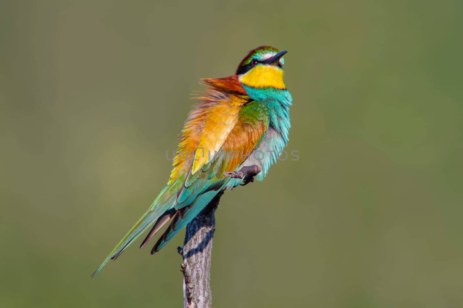 a colorful bee-eater (Merops apiaster) sits on a branch and looks for insects