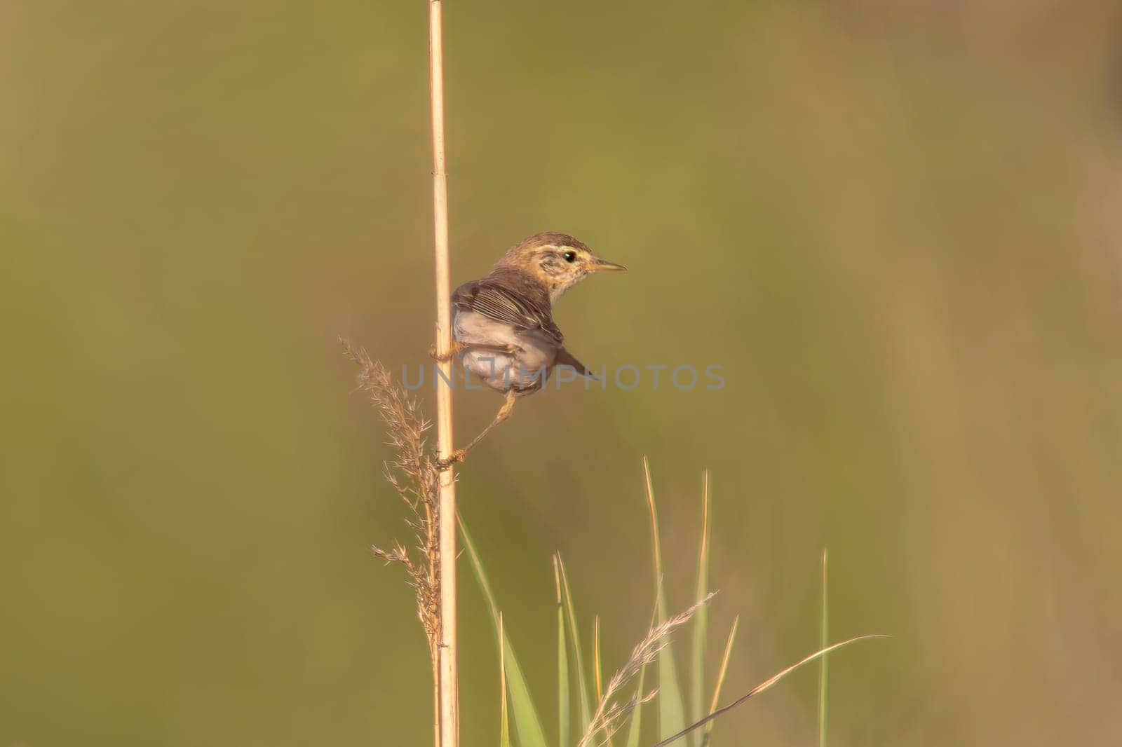 a garden warbler (Sylvia borin) sits on a reed