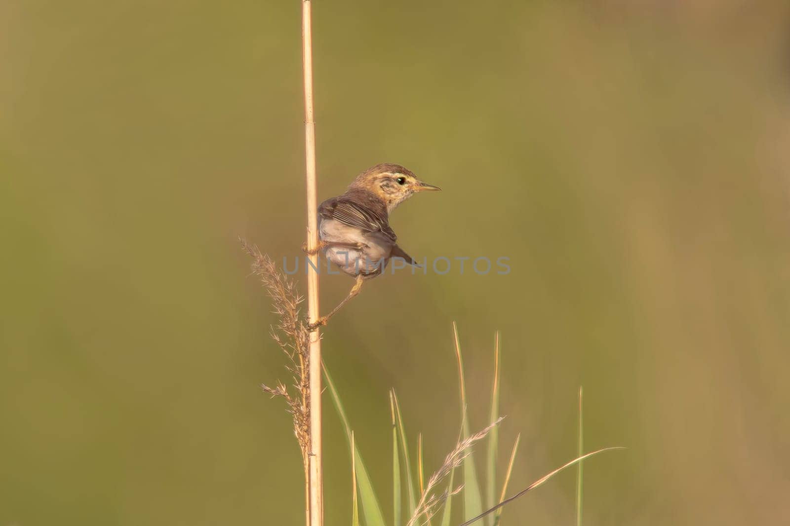 one garden warbler (Sylvia borin) sits on a reed by mario_plechaty_photography