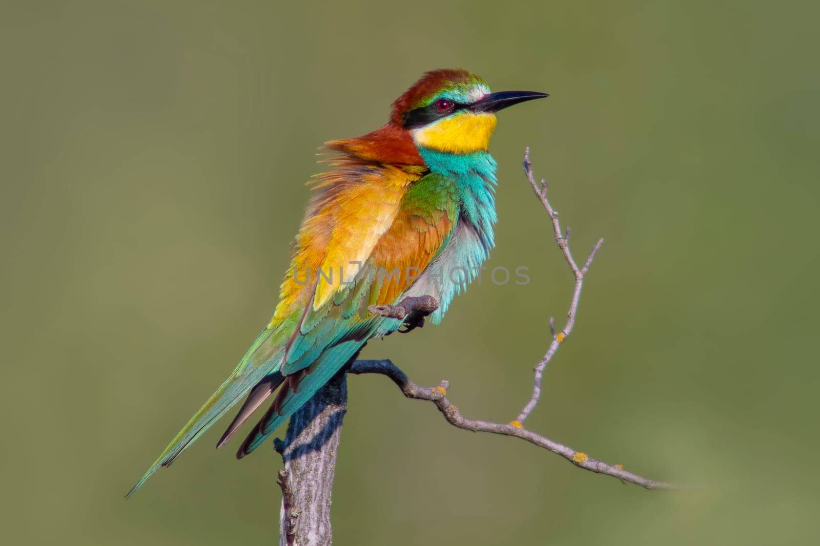 a colorful bee-eater (Merops apiaster) sits on a branch and looks for insects