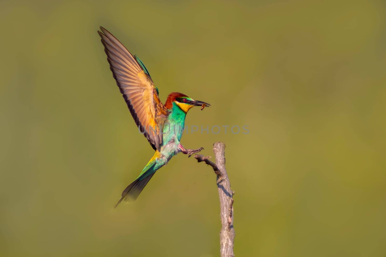 a colorful bee-eater (Merops apiaster) landing on a branch