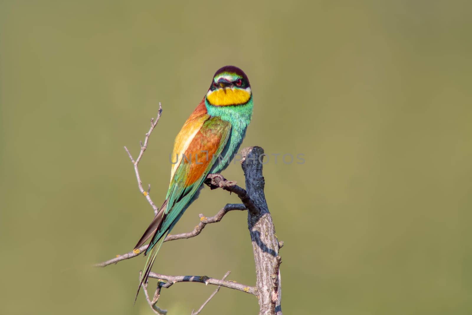 a colorful bee-eater (Merops apiaster) sits on a branch and looks for insects