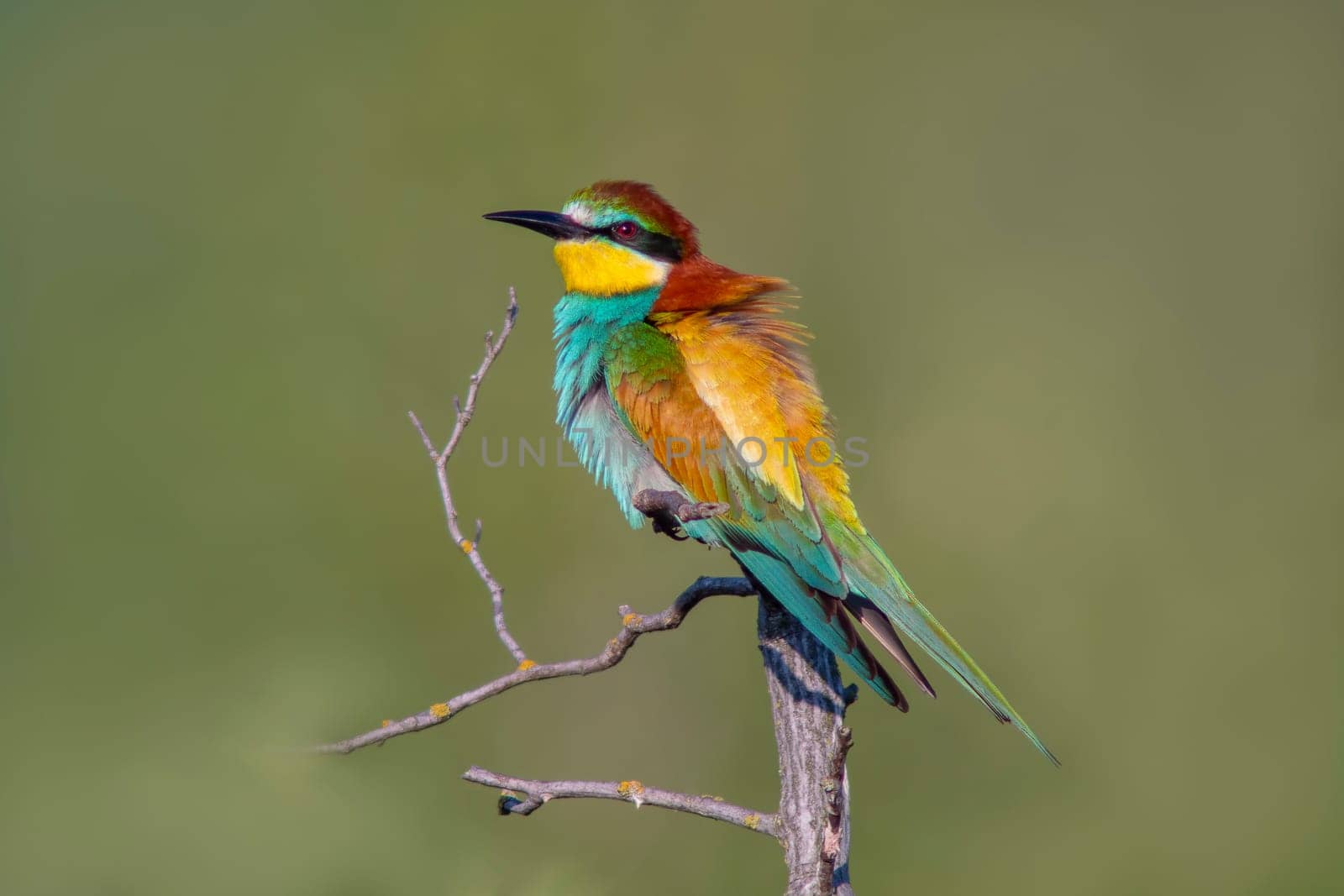 a colorful bee-eater (Merops apiaster) sits on a branch and looks for insects