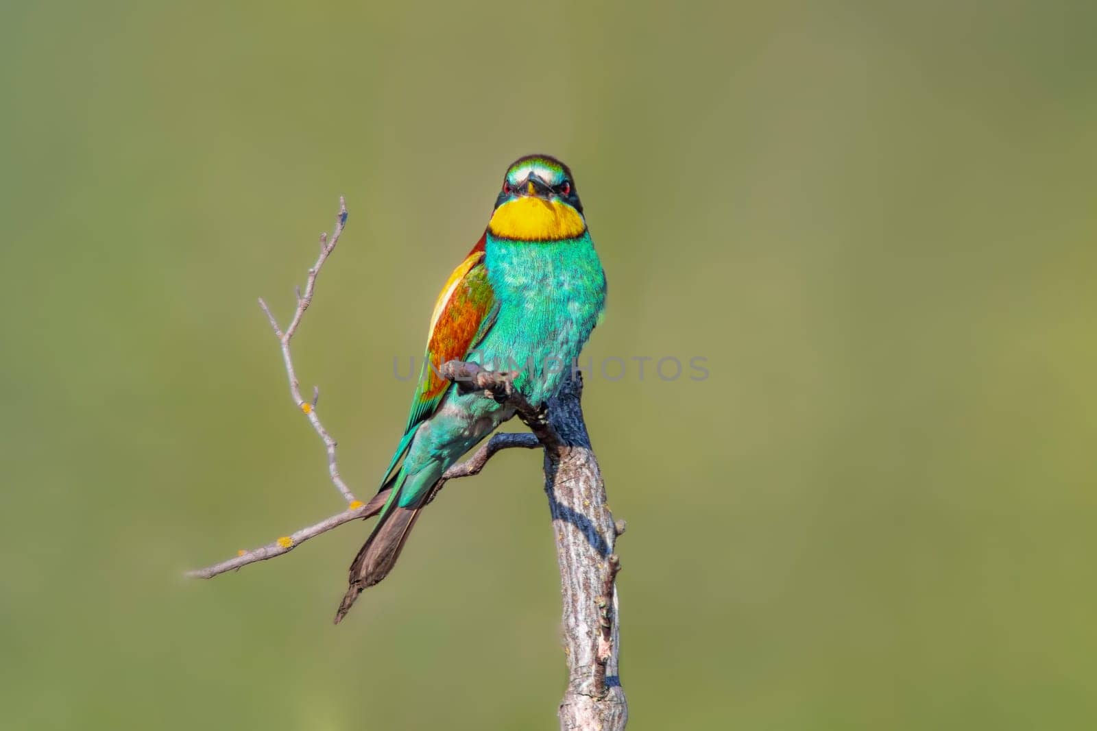 oe colorful bee-eater (Merops apiaster) sits on a branch and looks for insects by mario_plechaty_photography