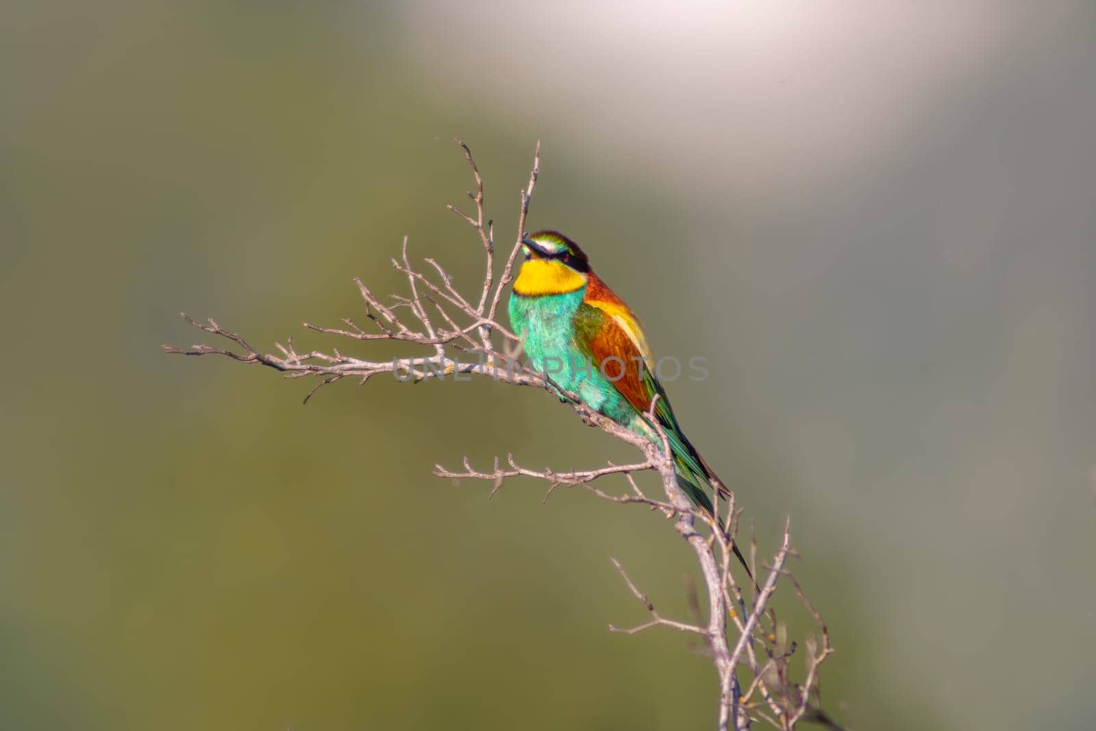 oe colorful bee-eater (Merops apiaster) sits on a branch and looks for insects by mario_plechaty_photography