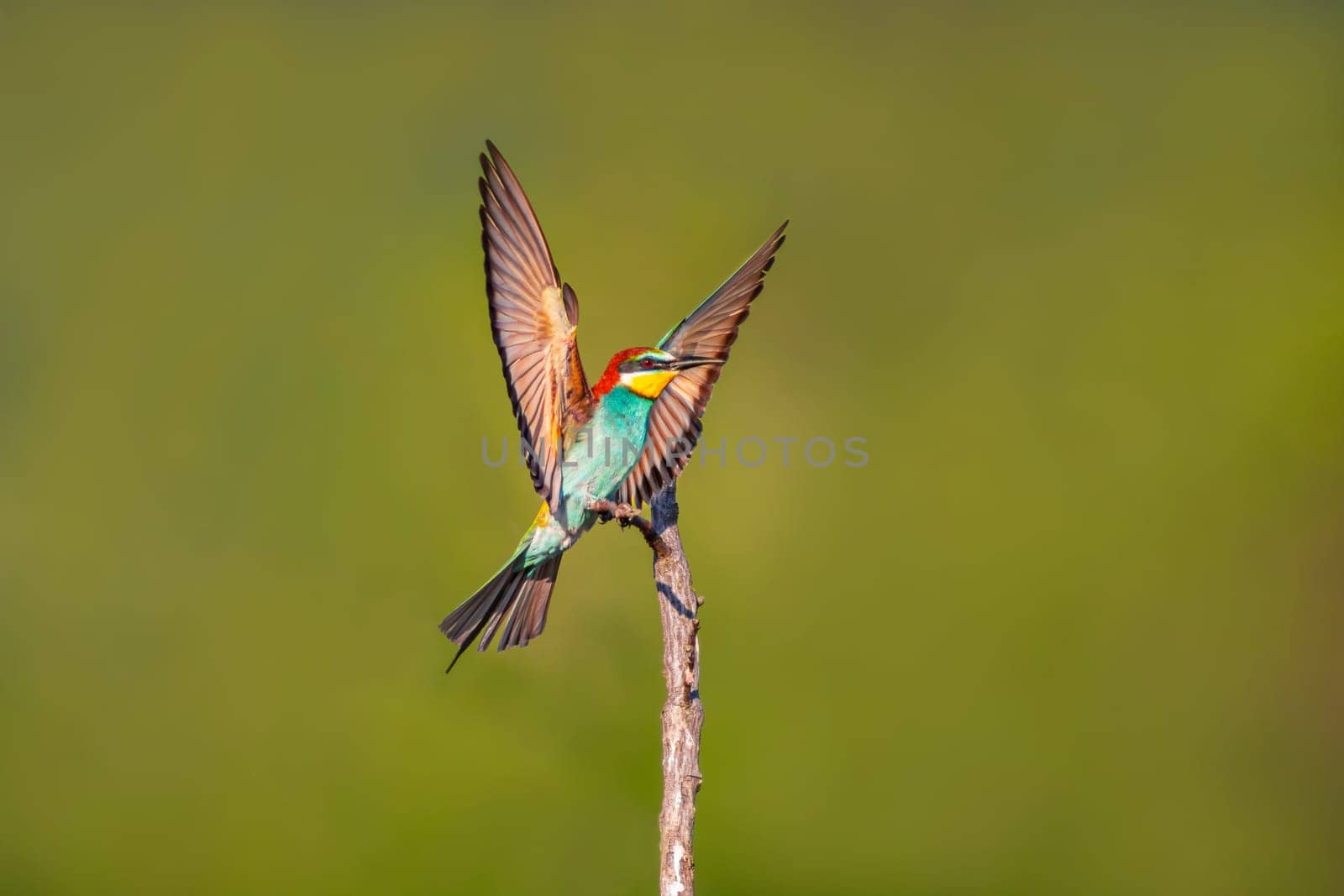 a colorful bee-eater (Merops apiaster) landing on a branch