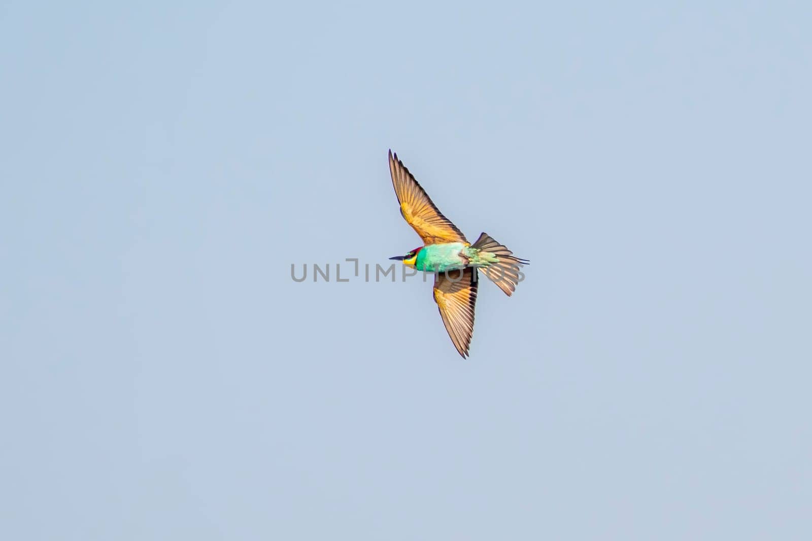 one colorful bee-eater (Merops apiaster) flies through the air hunting for insects by mario_plechaty_photography