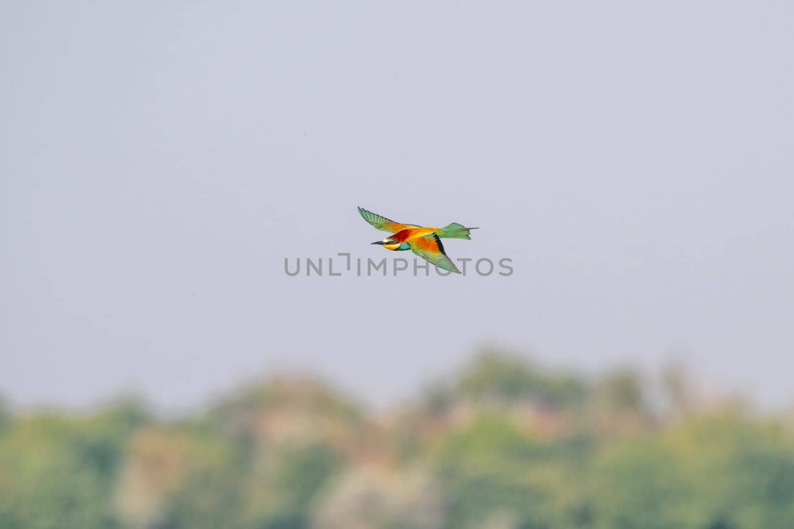 one colorful bee-eater (Merops apiaster) flies through the air hunting for insects by mario_plechaty_photography