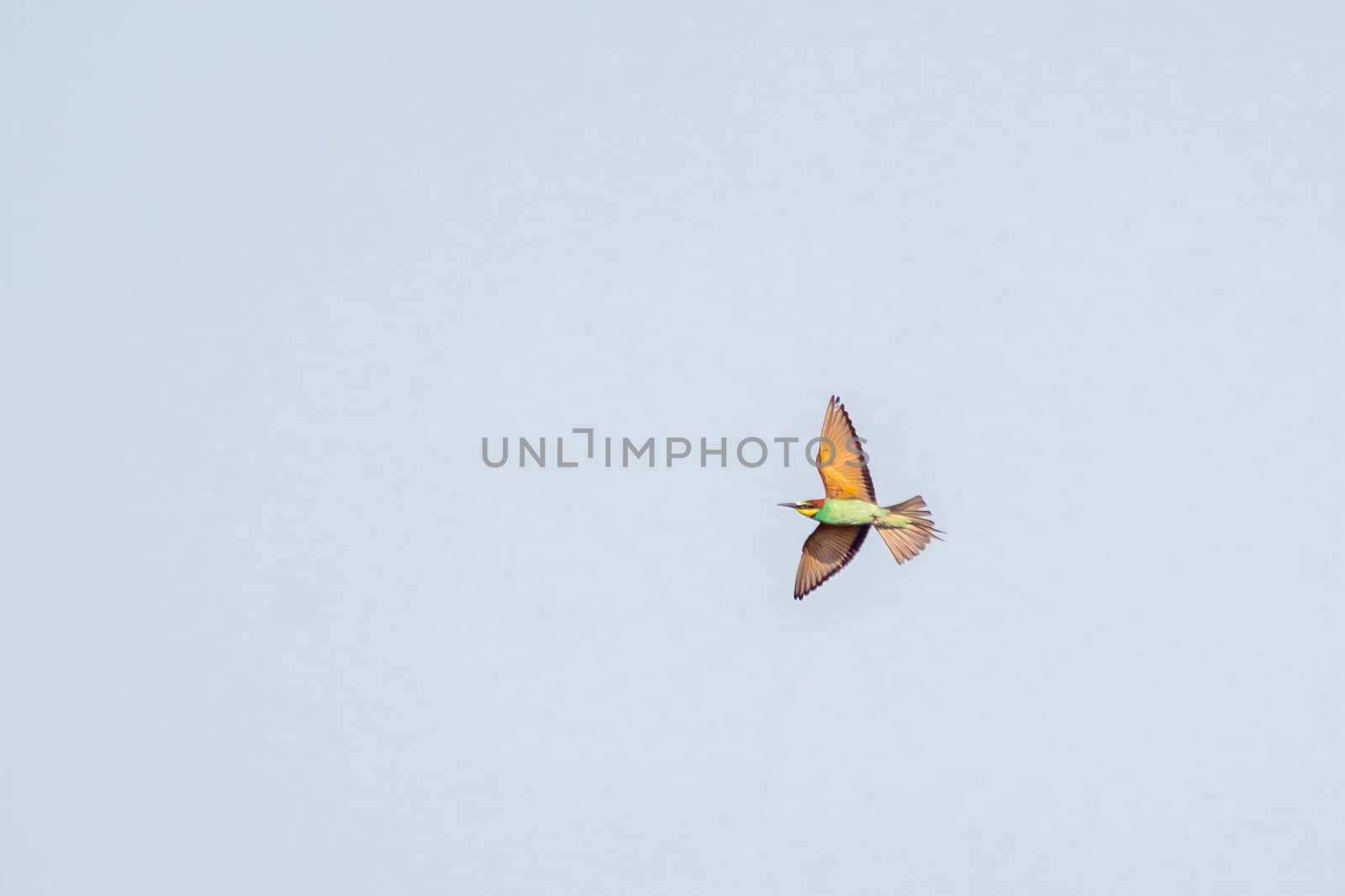 a colorful bee-eater (Merops apiaster) flies through the air hunting for insects