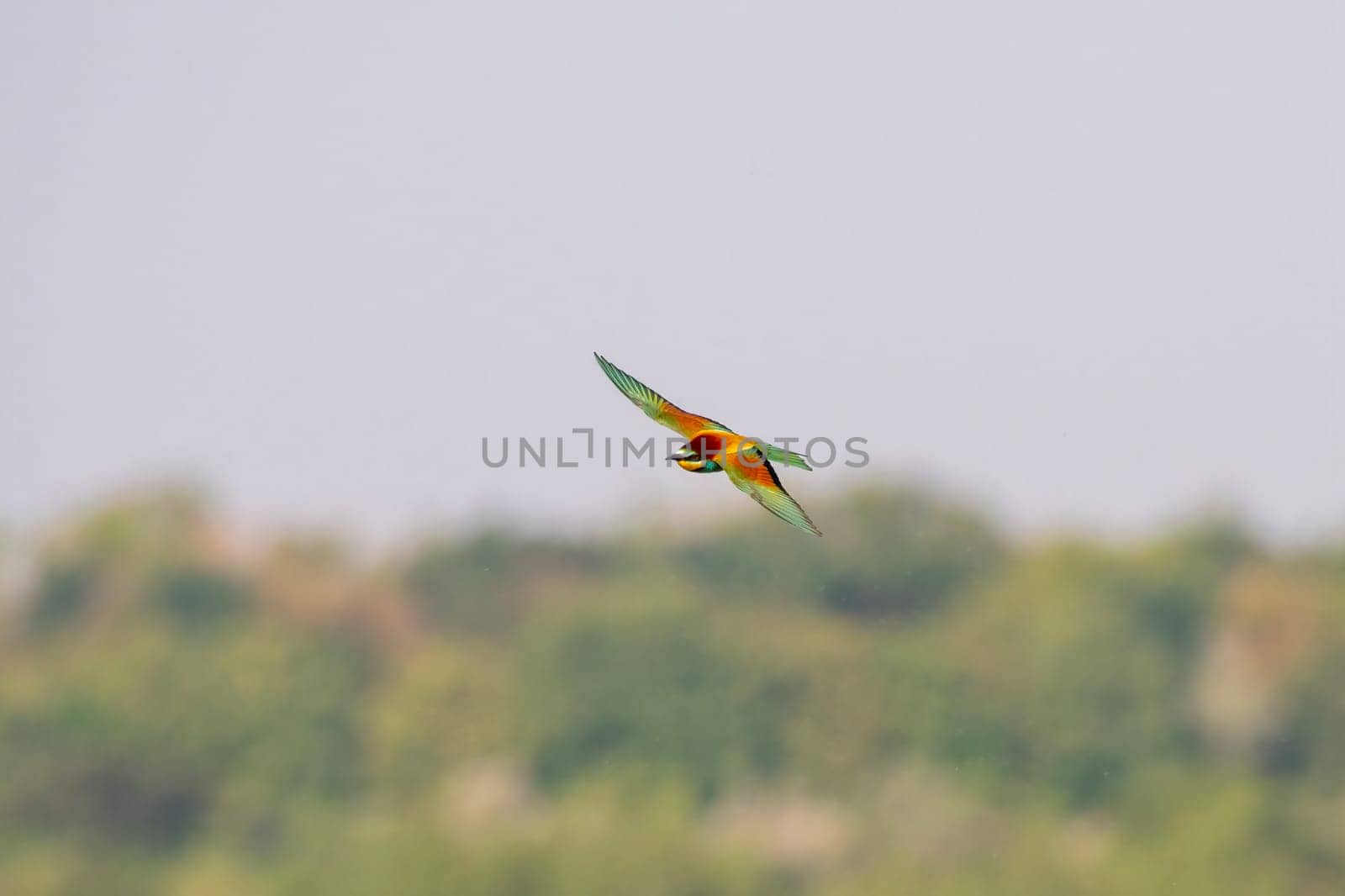 a colorful bee-eater (Merops apiaster) flies through the air hunting for insects