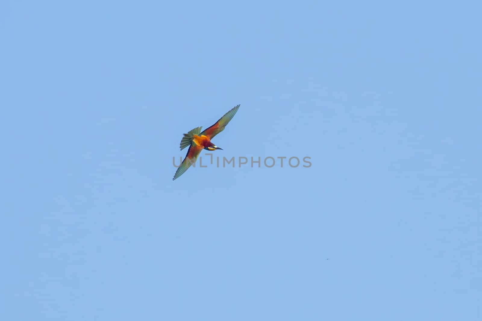 one colorful bee-eater (Merops apiaster) flies through the air hunting for insects by mario_plechaty_photography
