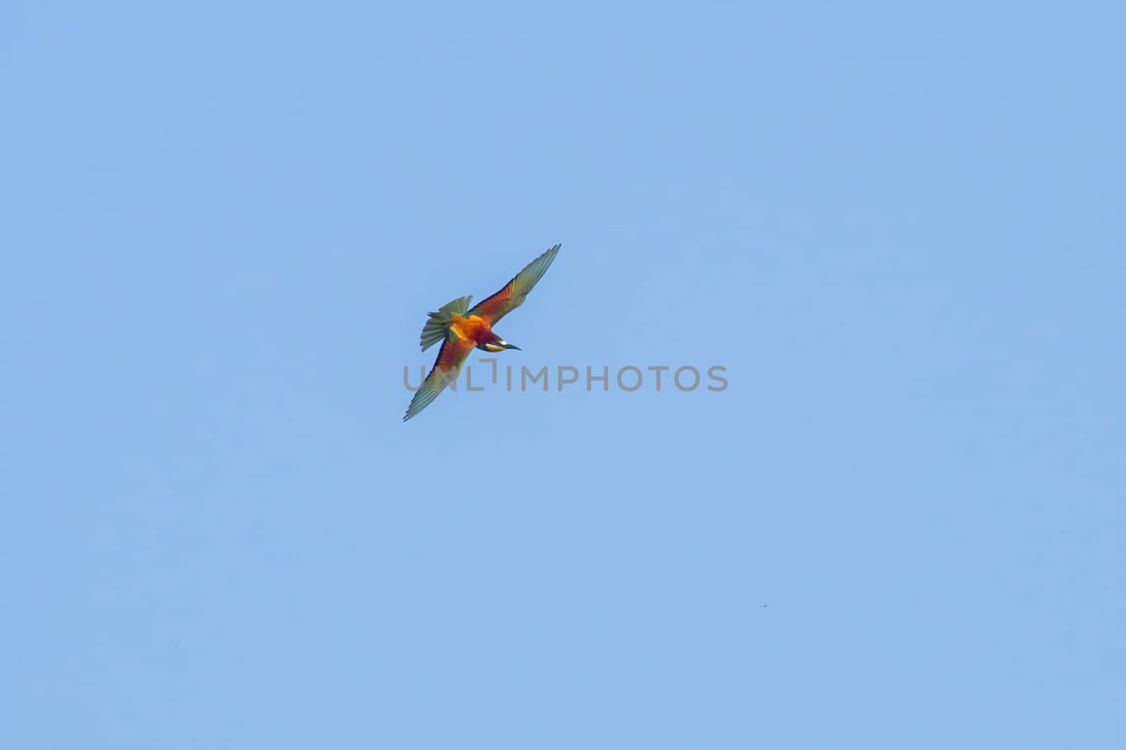 a colorful bee-eater (Merops apiaster) flies through the air hunting for insects