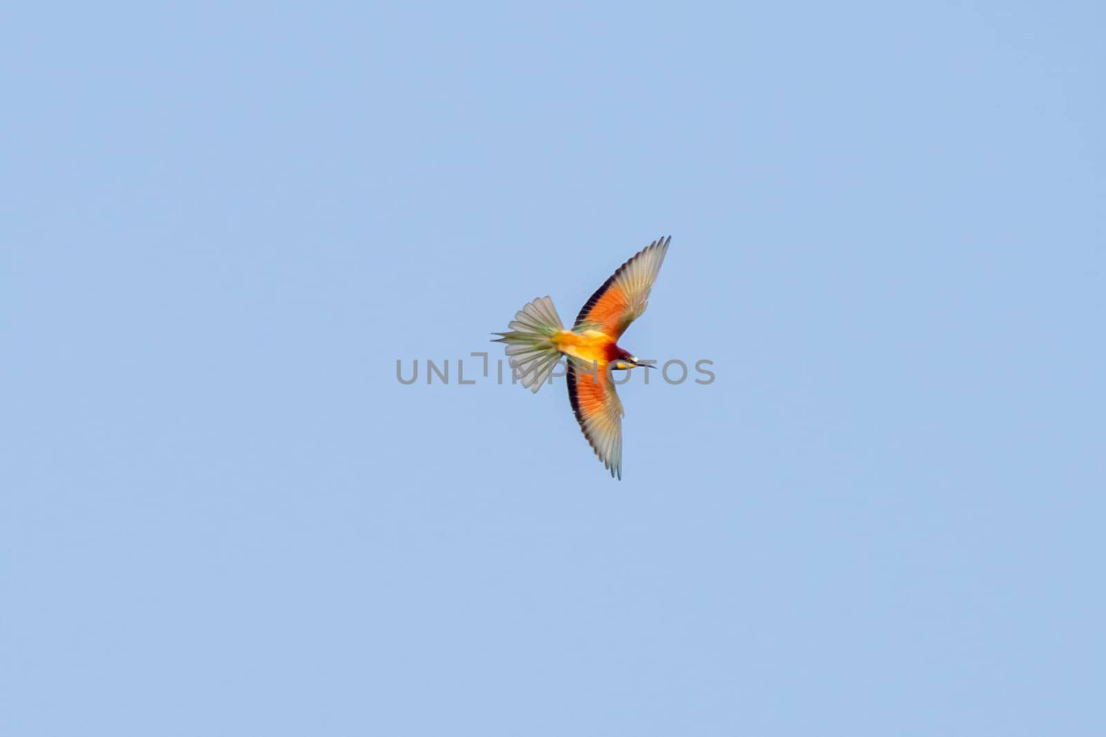 one colorful bee-eater (Merops apiaster) flies through the air hunting for insects by mario_plechaty_photography