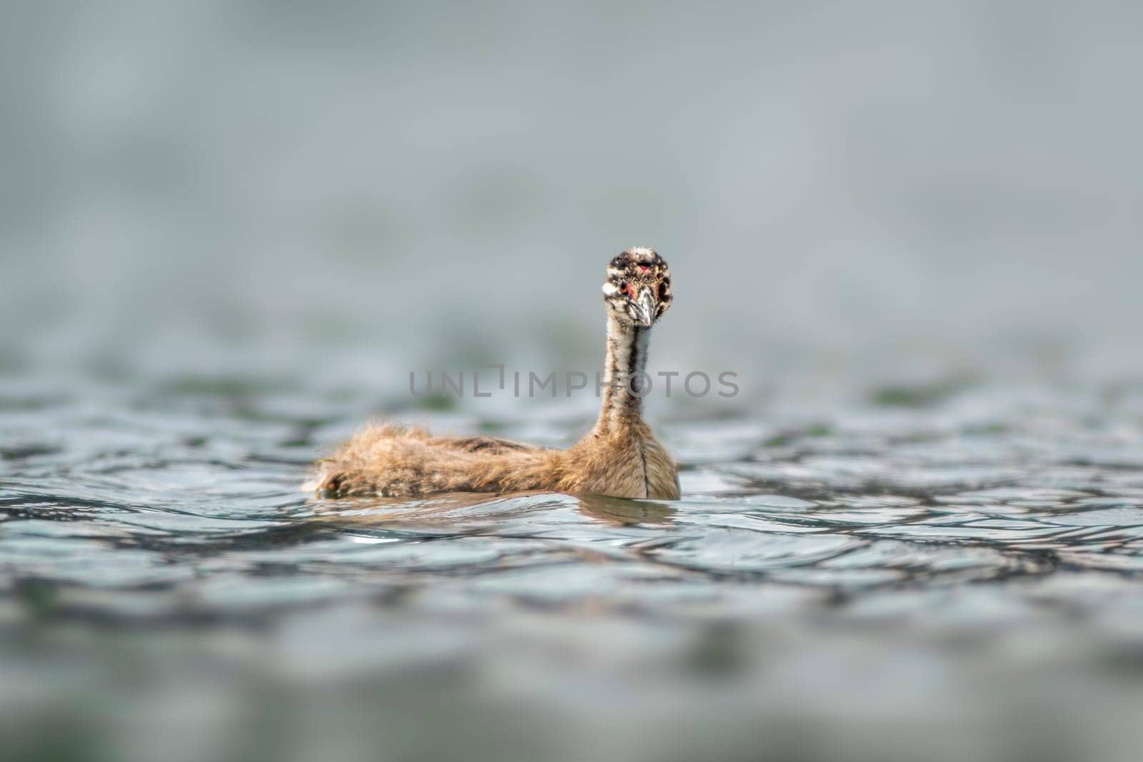 a young Great crested grebe chick (Podiceps cristatus) swims on a reflective lake