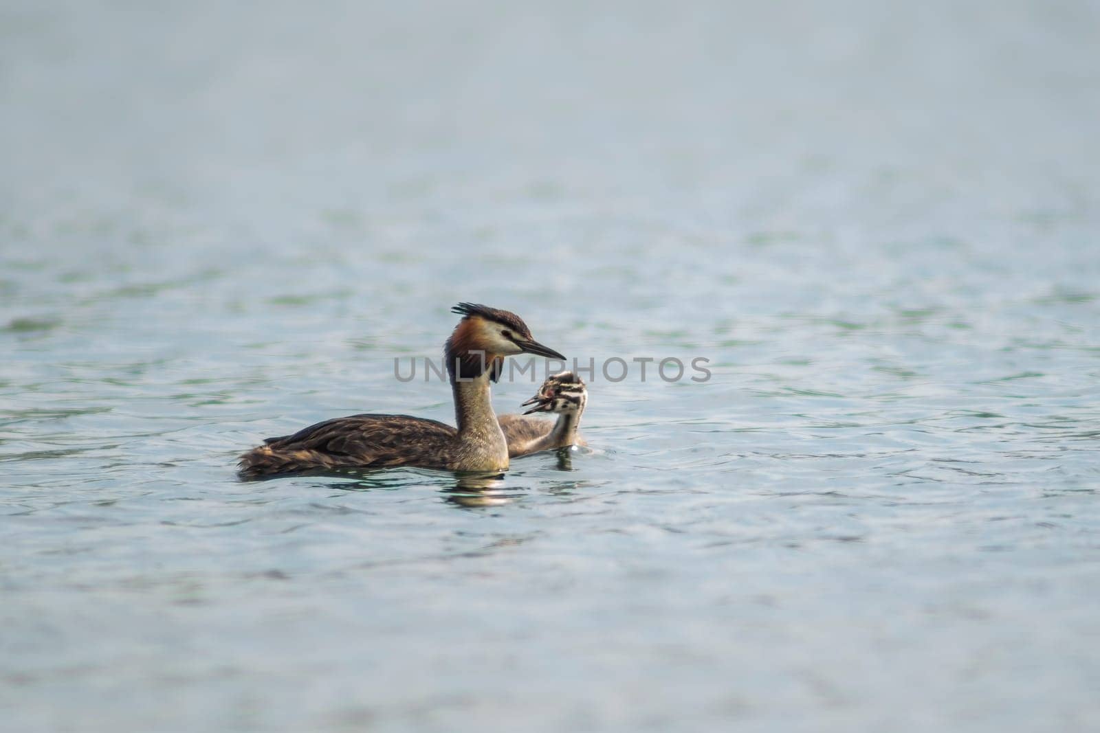 one adult Great crested grebe (Podiceps cristatus) swims withe its chick on a reflective lake by mario_plechaty_photography