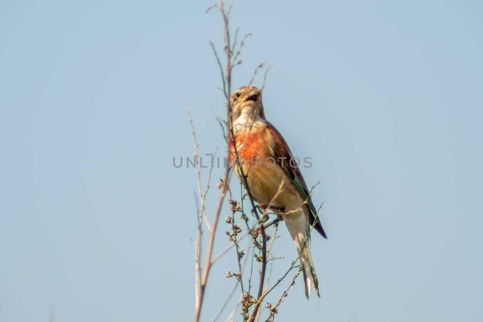 one male linnet sits on a branch in a garden by mario_plechaty_photography