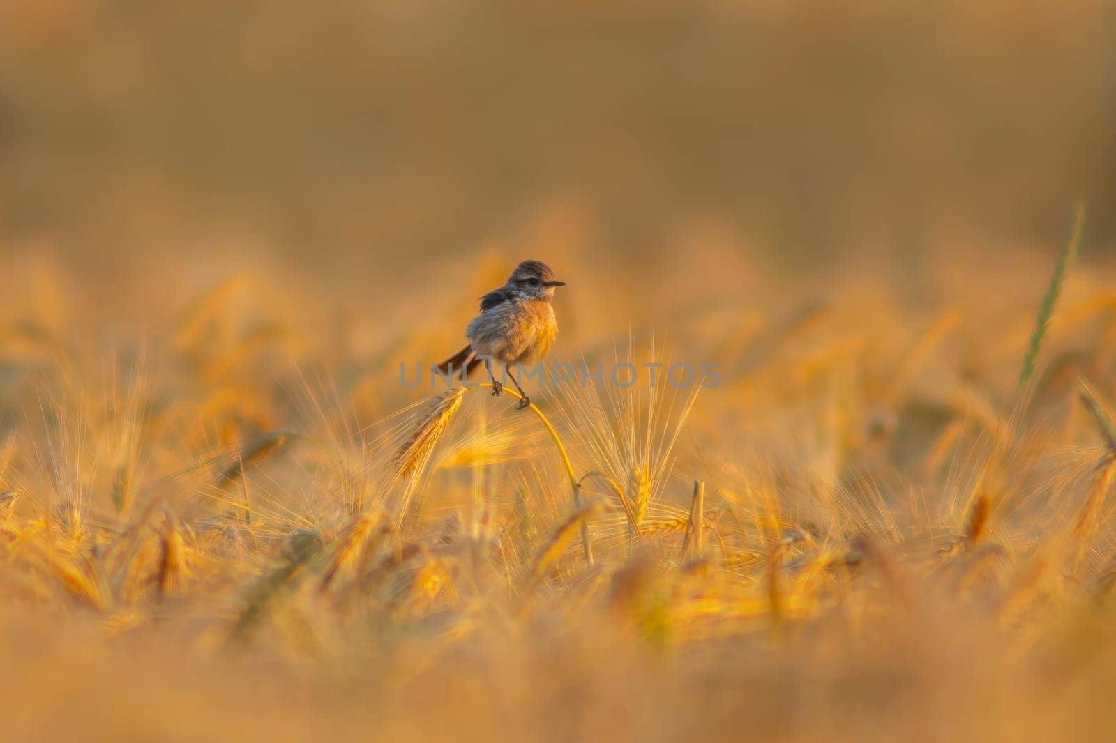 a female stonechat (Saxicola rubicola) sits on the ears of a wheat field and searches for insects