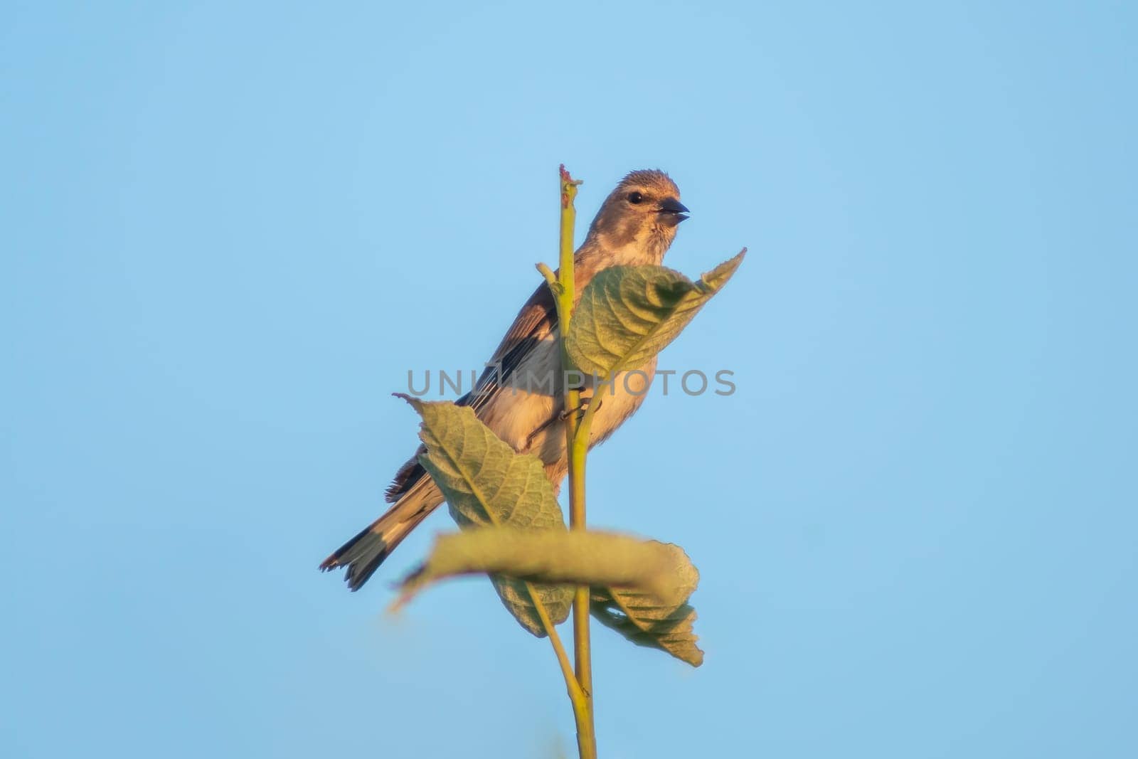 a female linnet sits on a branch in a garden