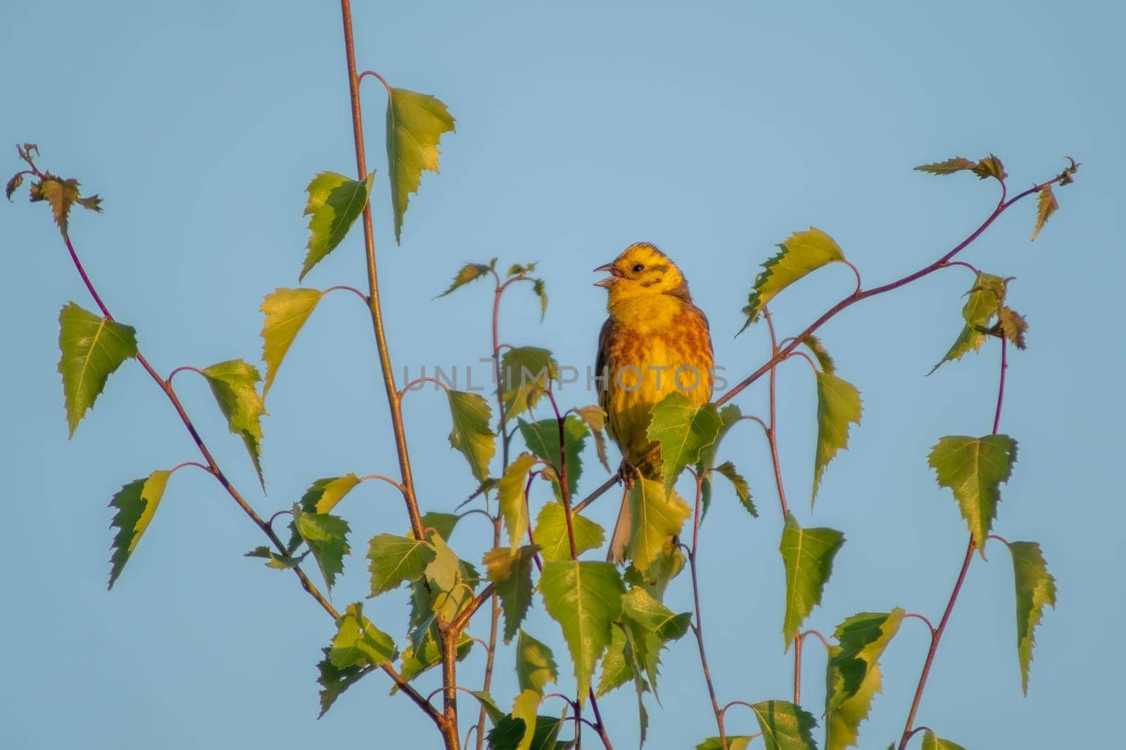 a yellowhammer (Emberiza citrinella) sits on a branch of a birch and sings