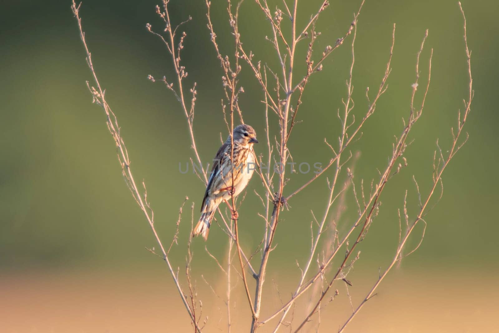 a female linnet sits on a branch in a garden