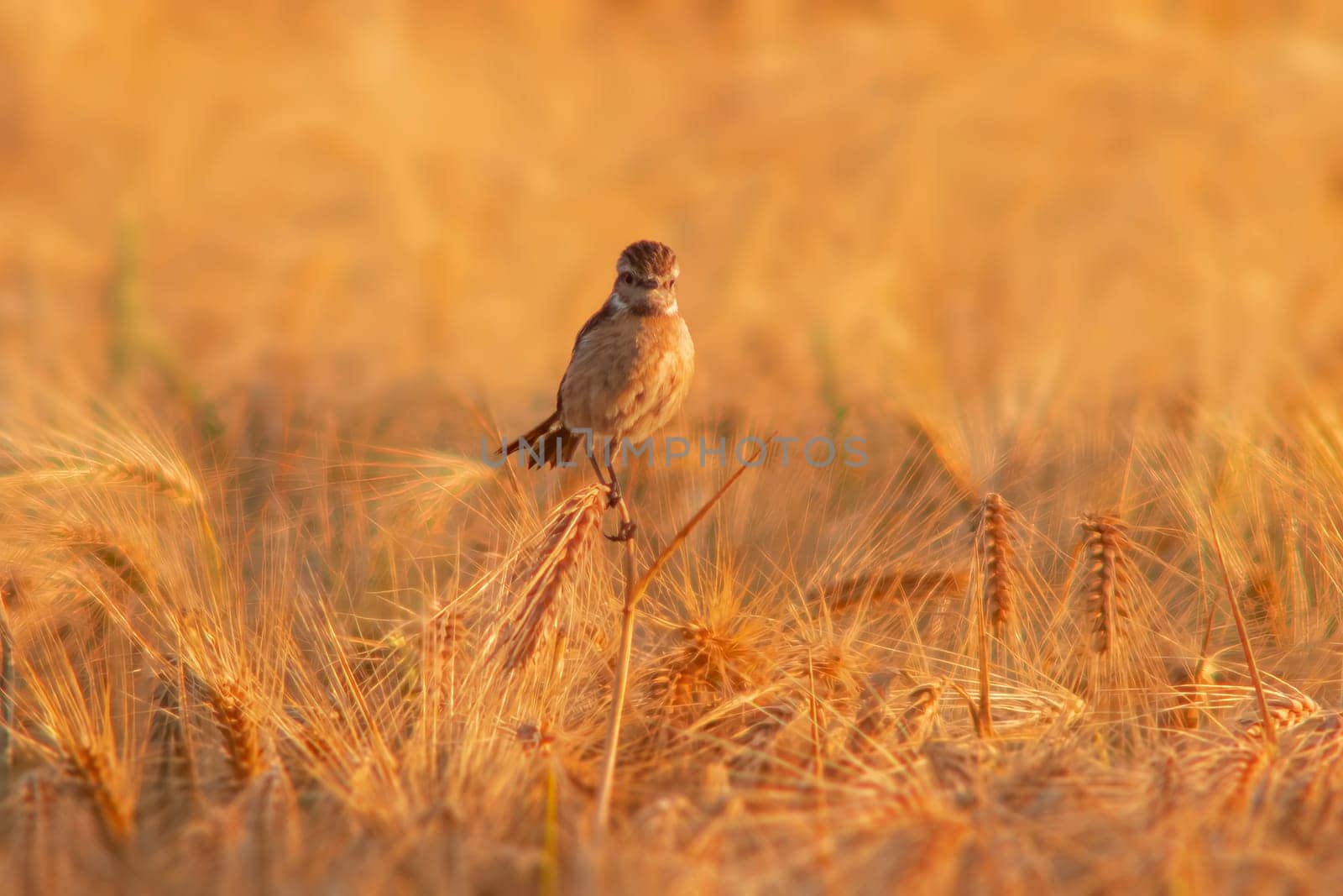 a female stonechat (Saxicola rubicola) sits on the ears of a wheat field and searches for insects