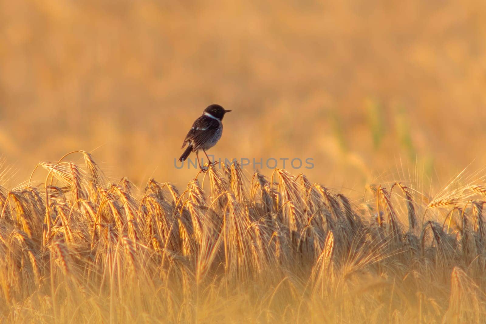 a Stonechat (Saxicola rubicola) sits on the ears of a wheat field and searches for insects