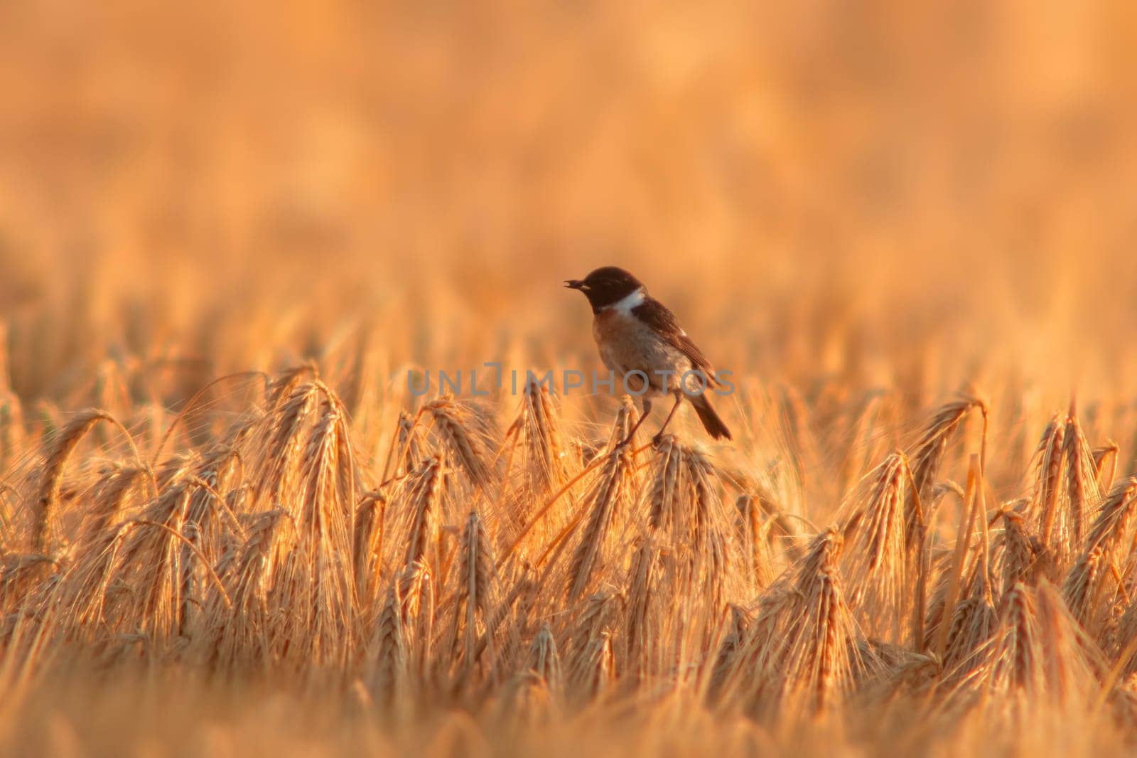 one Stonechat (Saxicola rubicola) sits on the ears of a wheat field and searches for insects by mario_plechaty_photography