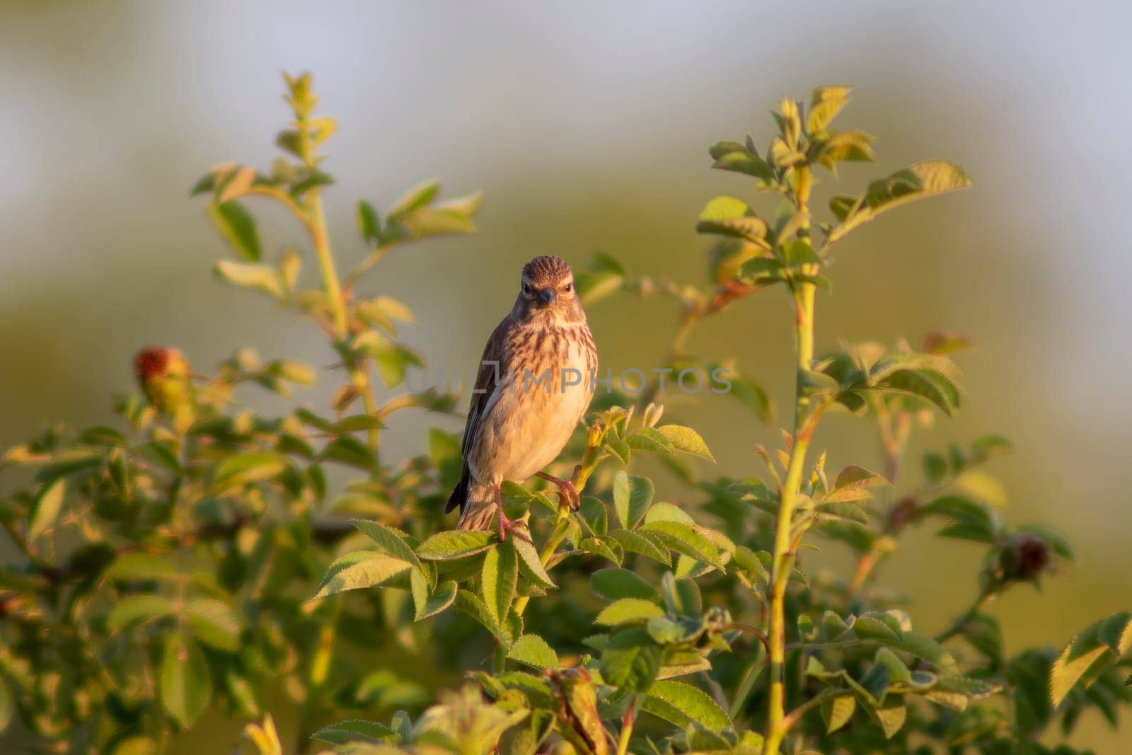 one female linnet sits on a branch in a garden by mario_plechaty_photography