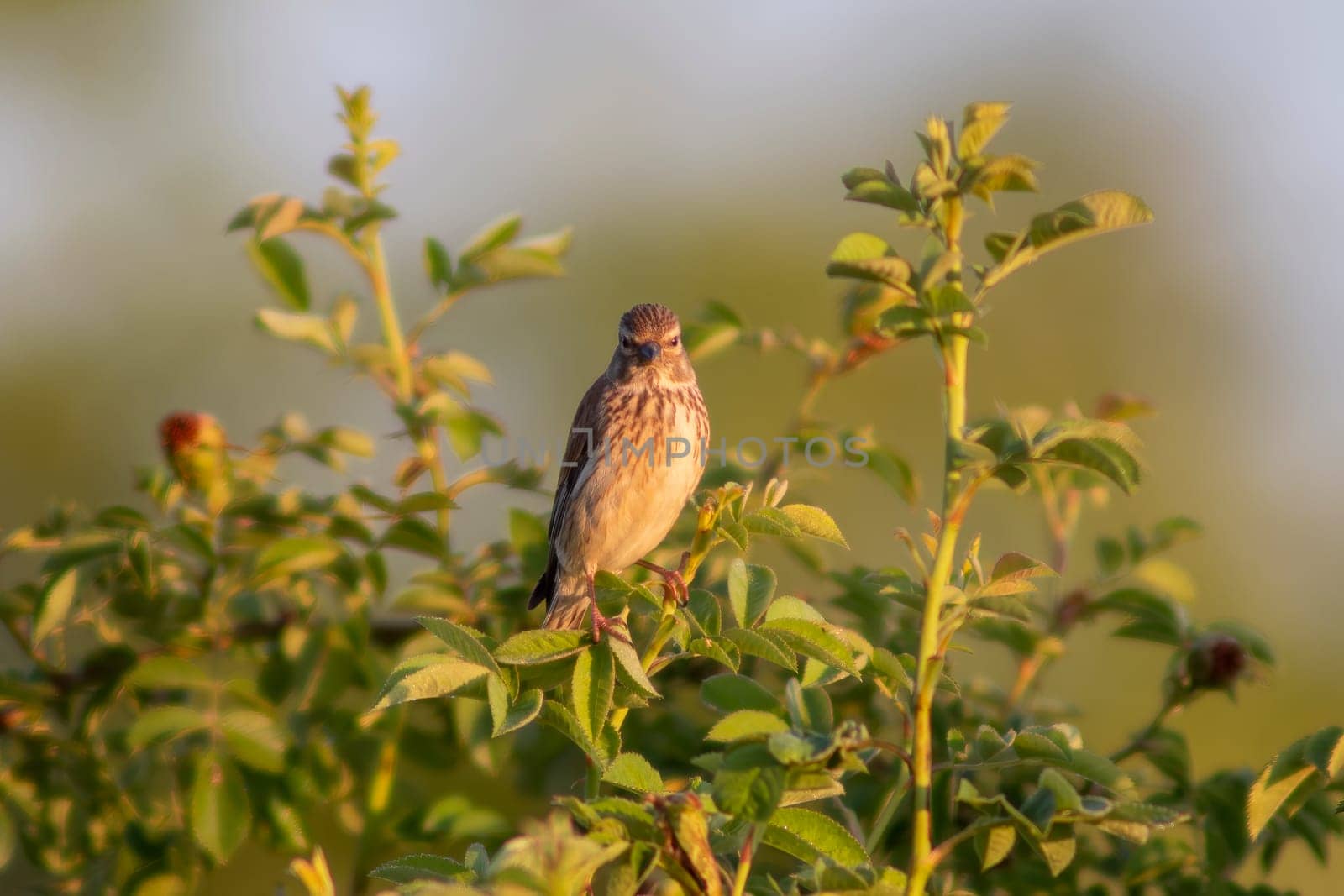 a female linnet sits on a branch in a garden