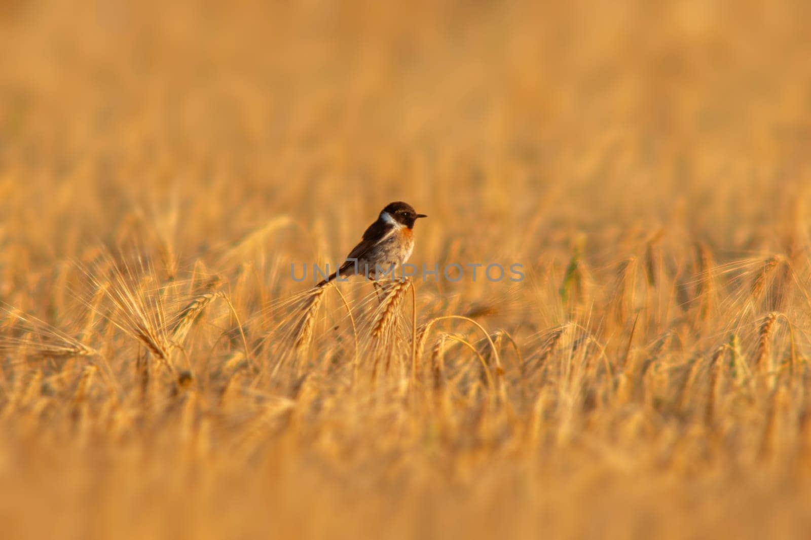 a Stonechat (Saxicola rubicola) sits on the ears of a wheat field and searches for insects