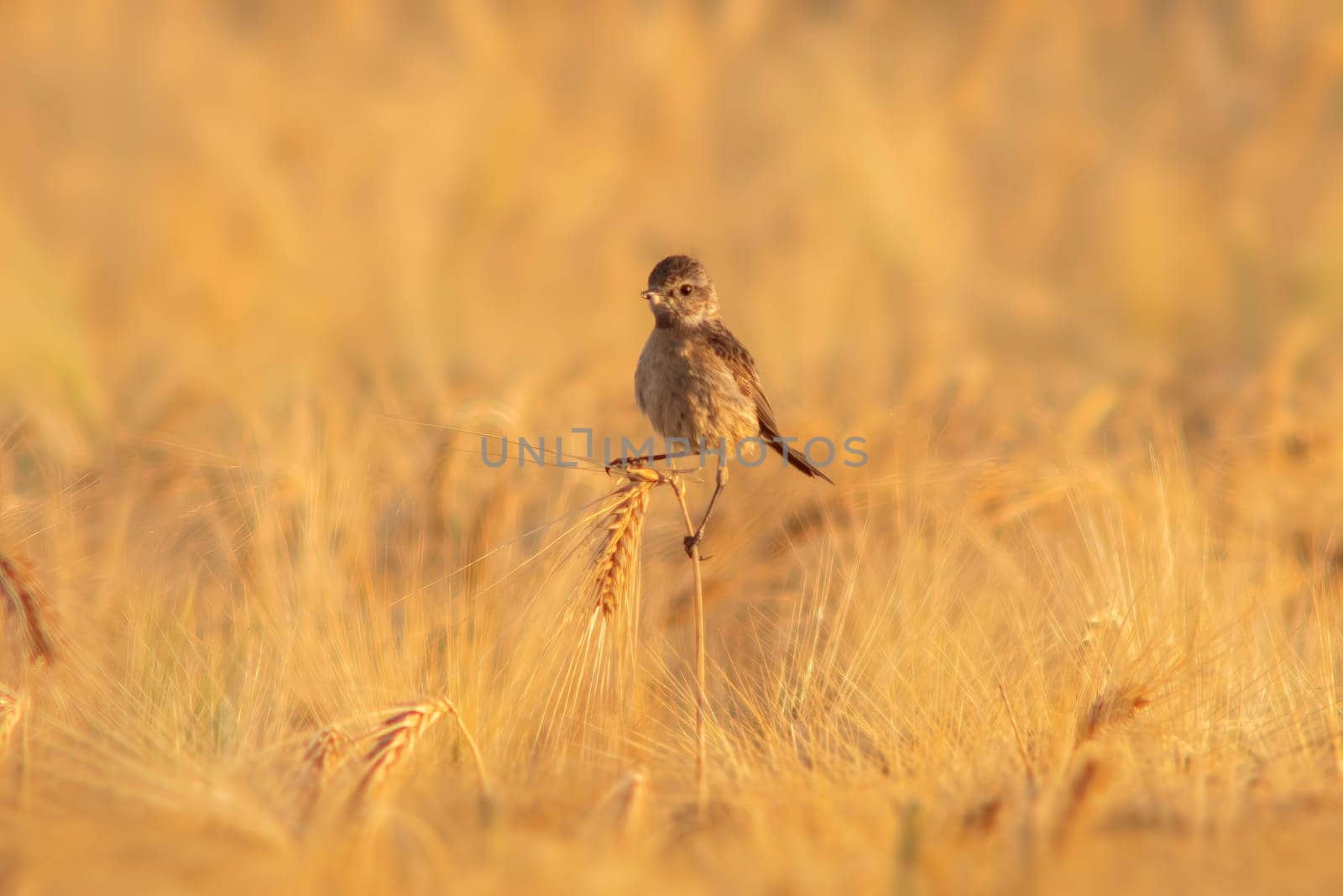 one a female stonechat (Saxicola rubicola) sits on the ears of a wheat field and searches for insects by mario_plechaty_photography