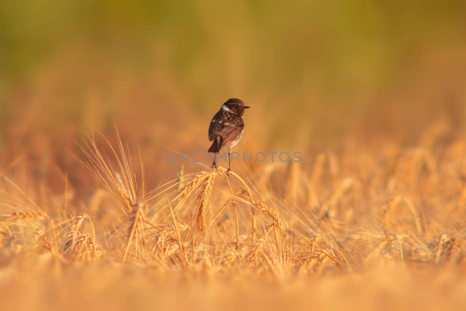 a Stonechat (Saxicola rubicola) sits on the ears of a wheat field and searches for insects