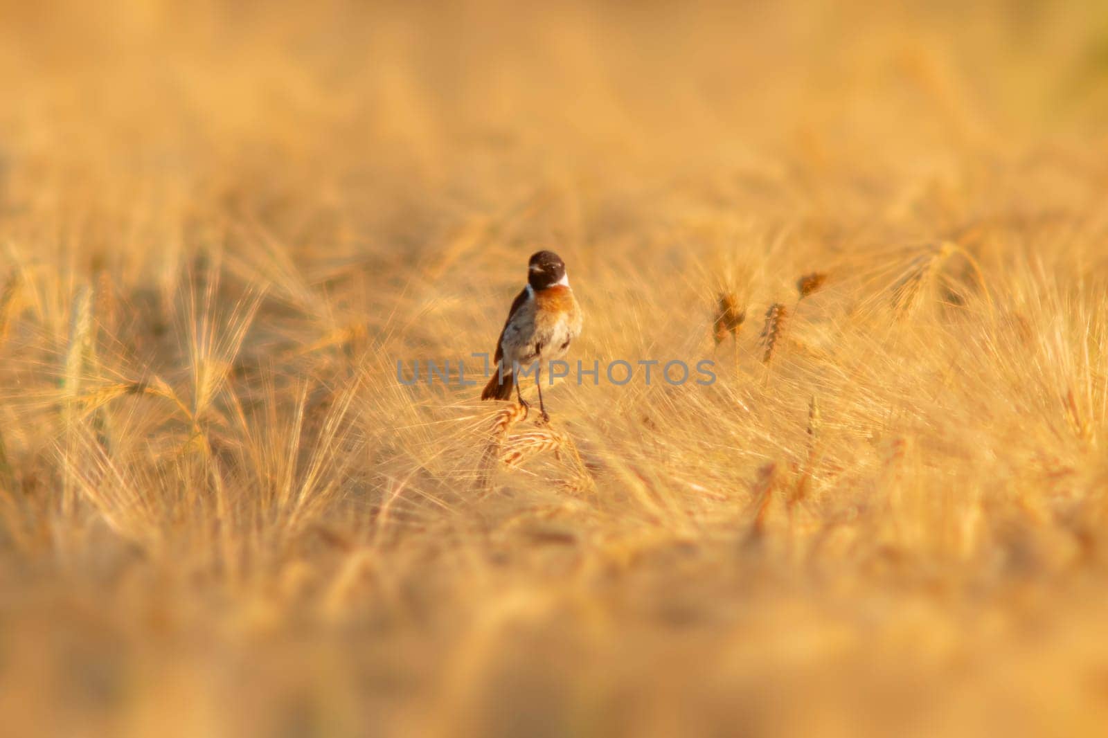 one Stonechat (Saxicola rubicola) sits on the ears of a wheat field and searches for insects by mario_plechaty_photography