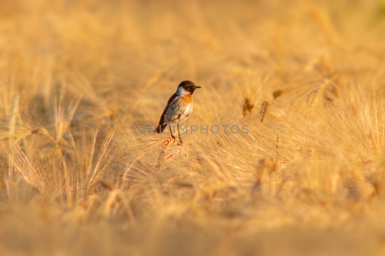 one Stonechat (Saxicola rubicola) sits on the ears of a wheat field and searches for insects by mario_plechaty_photography