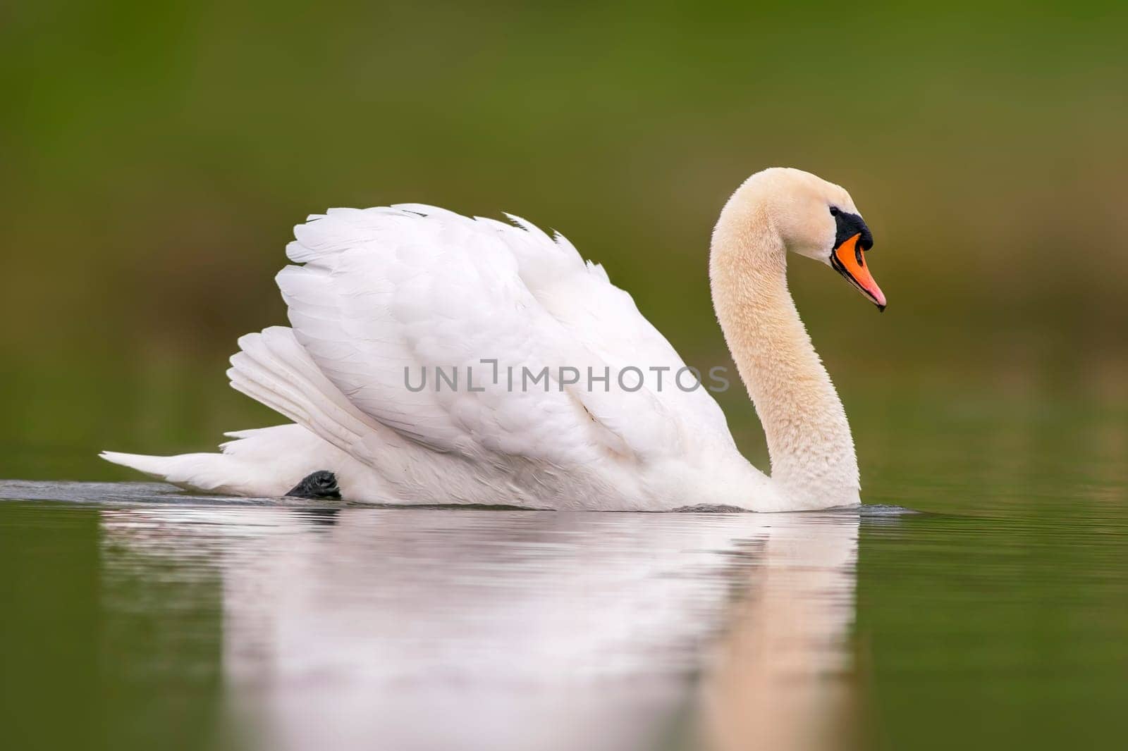 one mute swan swimming on a reflecting lake (Cygnus olor) by mario_plechaty_photography