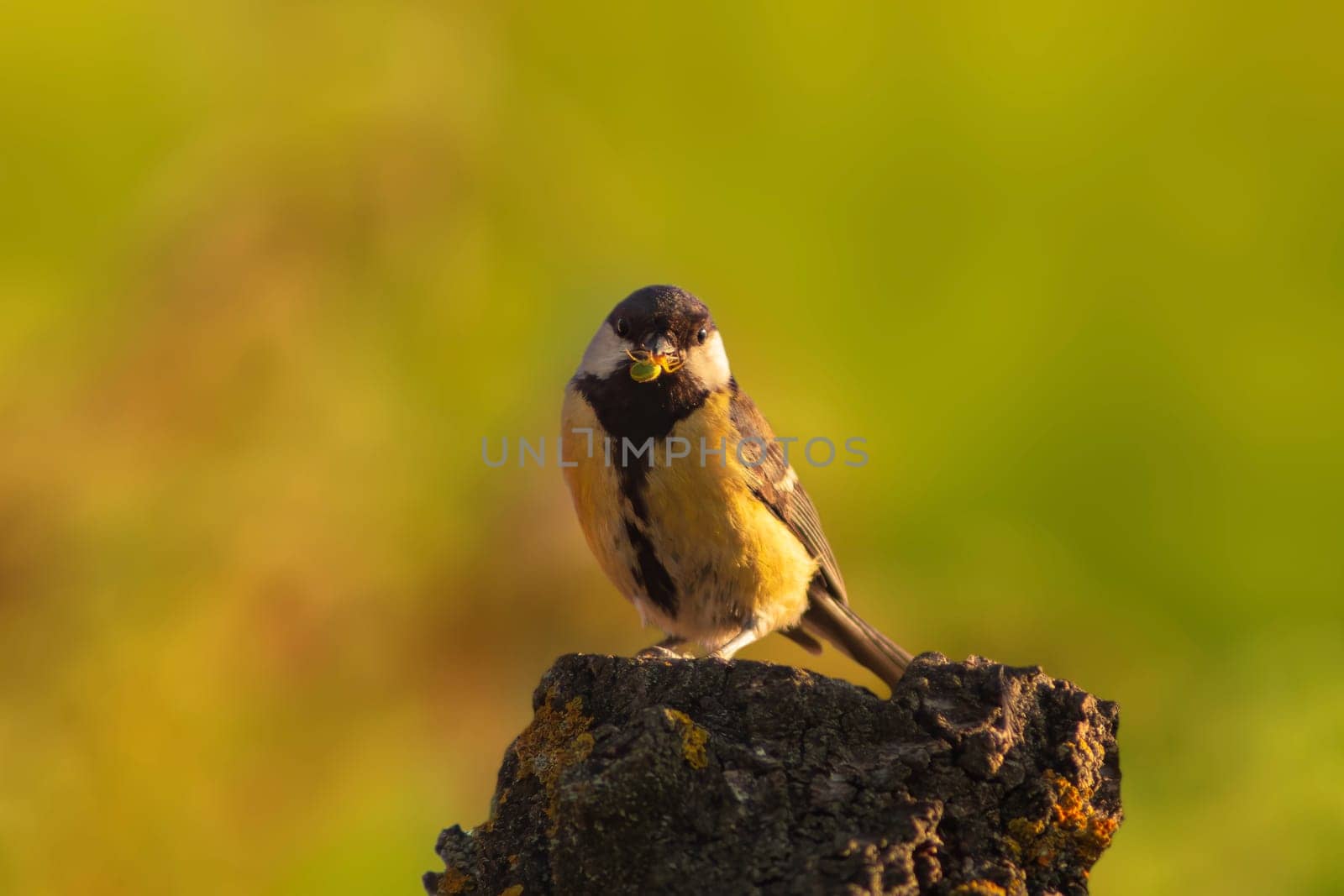 one great tit (Parus major) is sitting on a tree trunk and has a green spider in its beak by mario_plechaty_photography