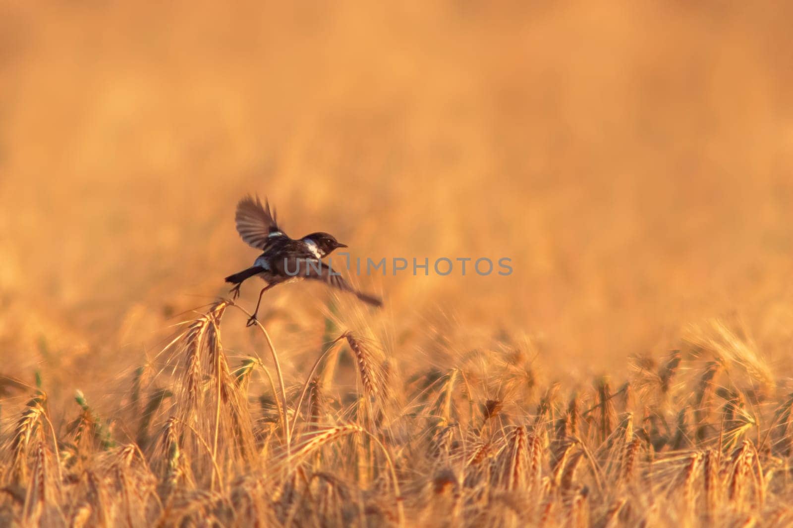 one male Stonechat (Saxicola rubicola) flies over a wheat field looking for insects by mario_plechaty_photography