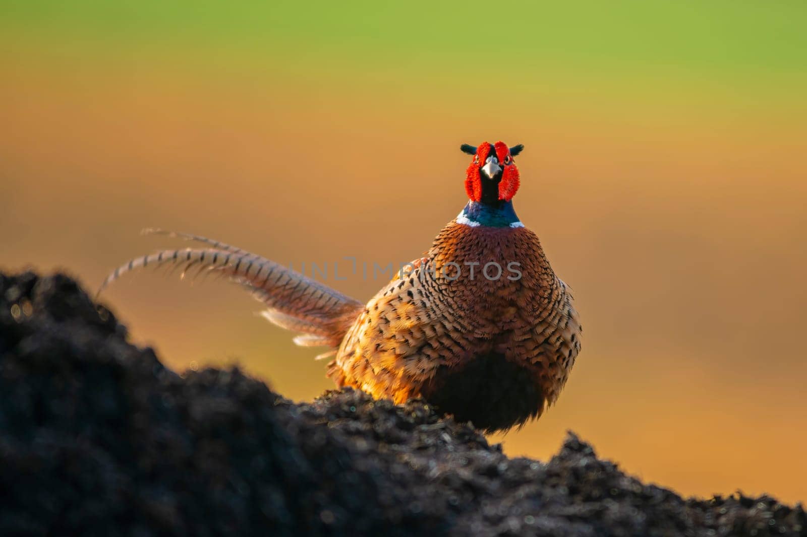 one pheasant rooster (Phasianus colchicus) stands on a mound of earth by mario_plechaty_photography