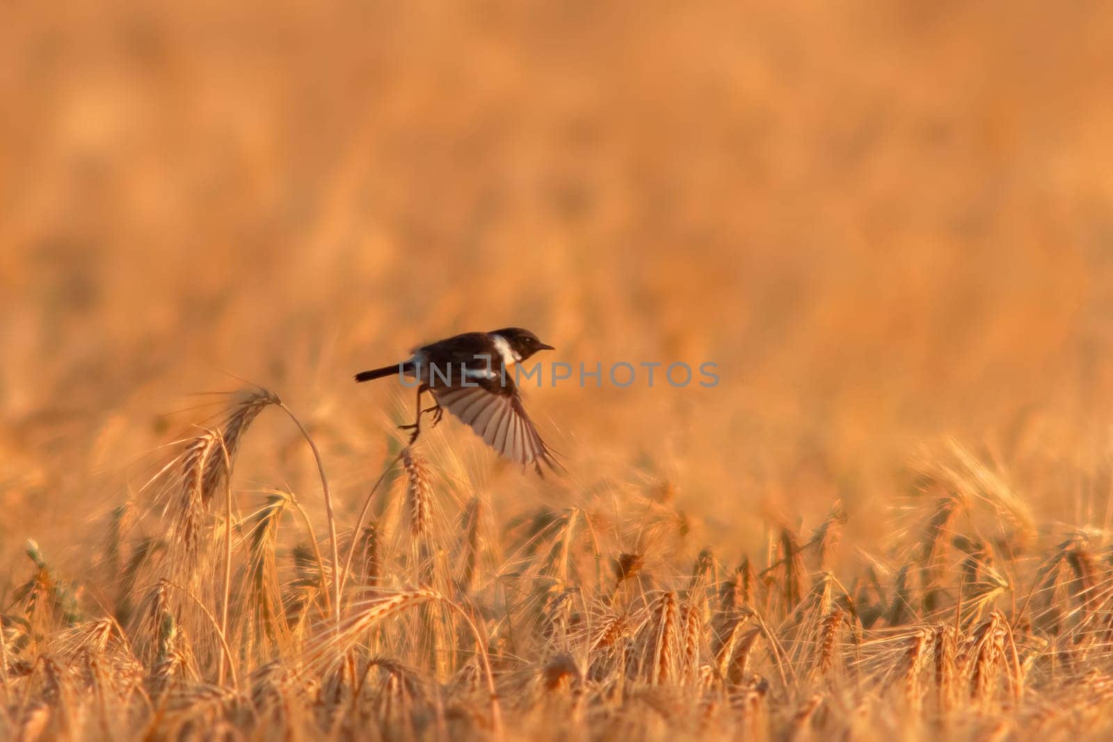 one male Stonechat (Saxicola rubicola) flies over a wheat field looking for insects by mario_plechaty_photography