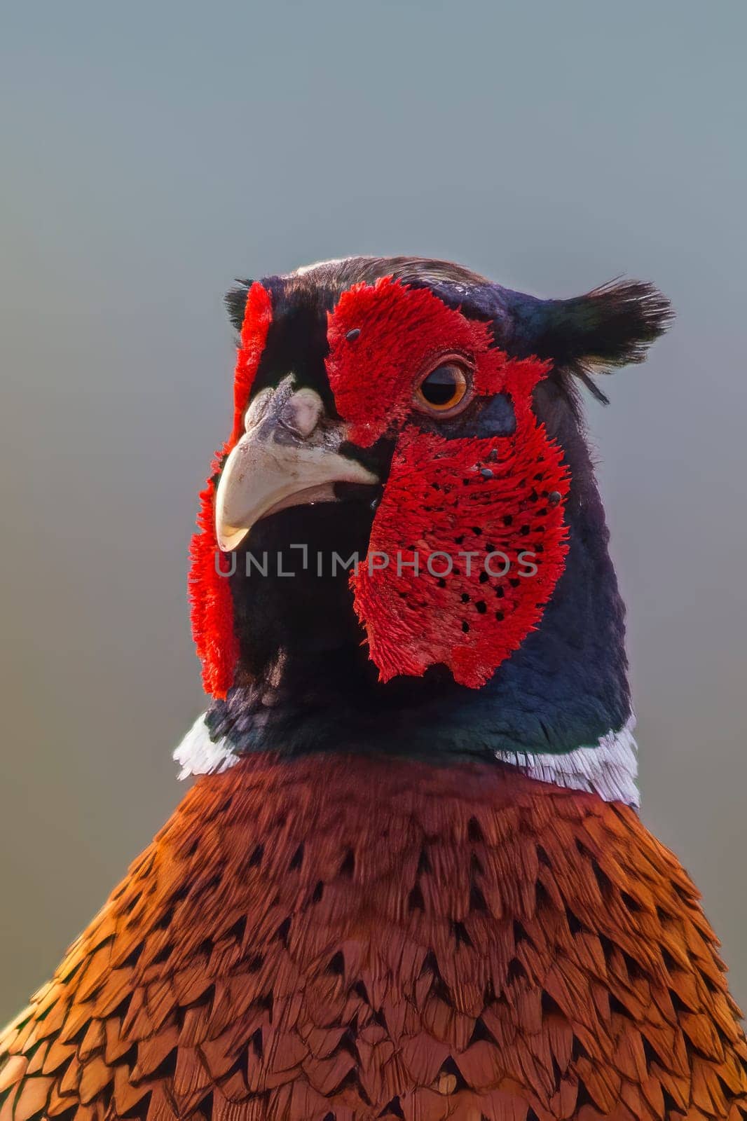 a head portrait of a pheasant cock (Phasianus colchicus)