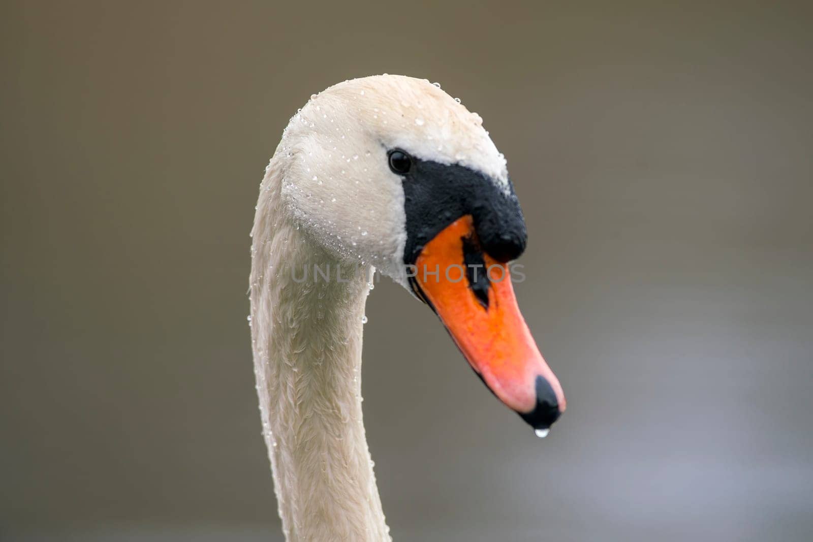 one head portrait of a mute swan (Cygnus olor) by mario_plechaty_photography