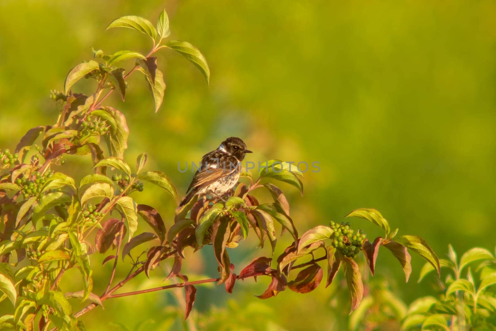A male stonechat (Saxicola rubicola) sits in a green bush looking for insects