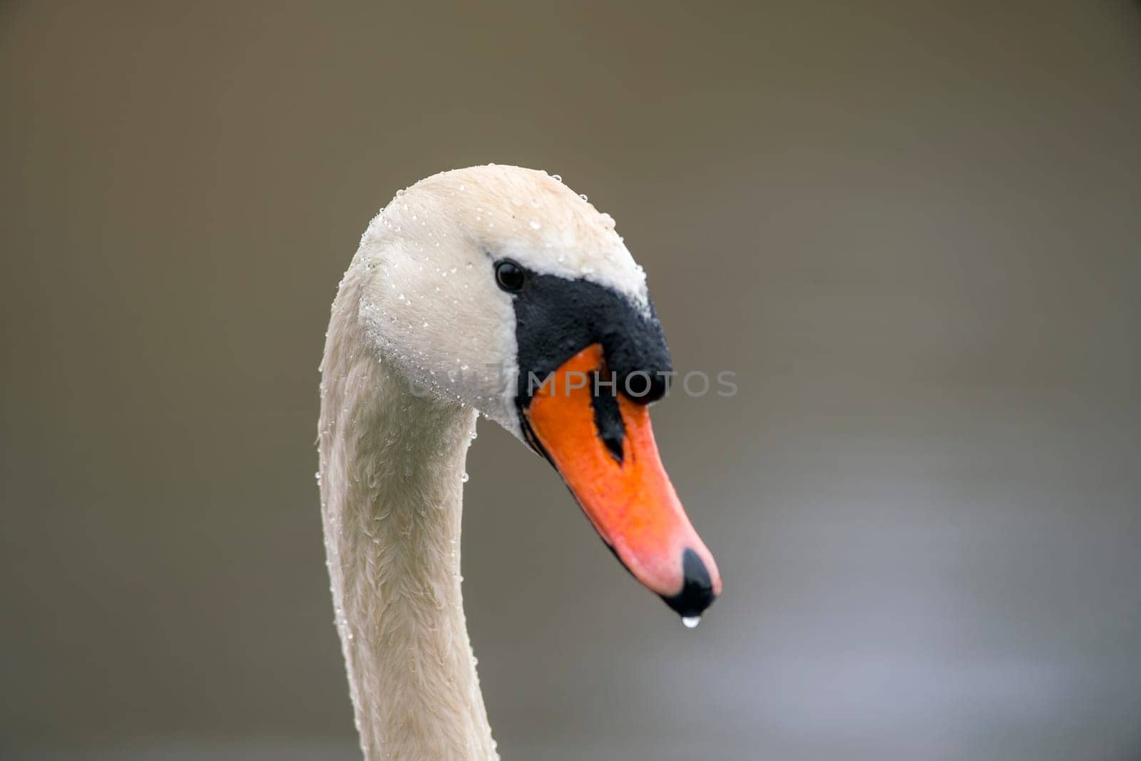 a head portrait of a mute swan (Cygnus olor)
