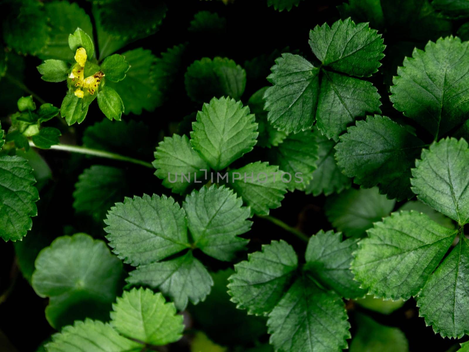 The Mock Strawberry plant for ground cover in the garden by Satakorn