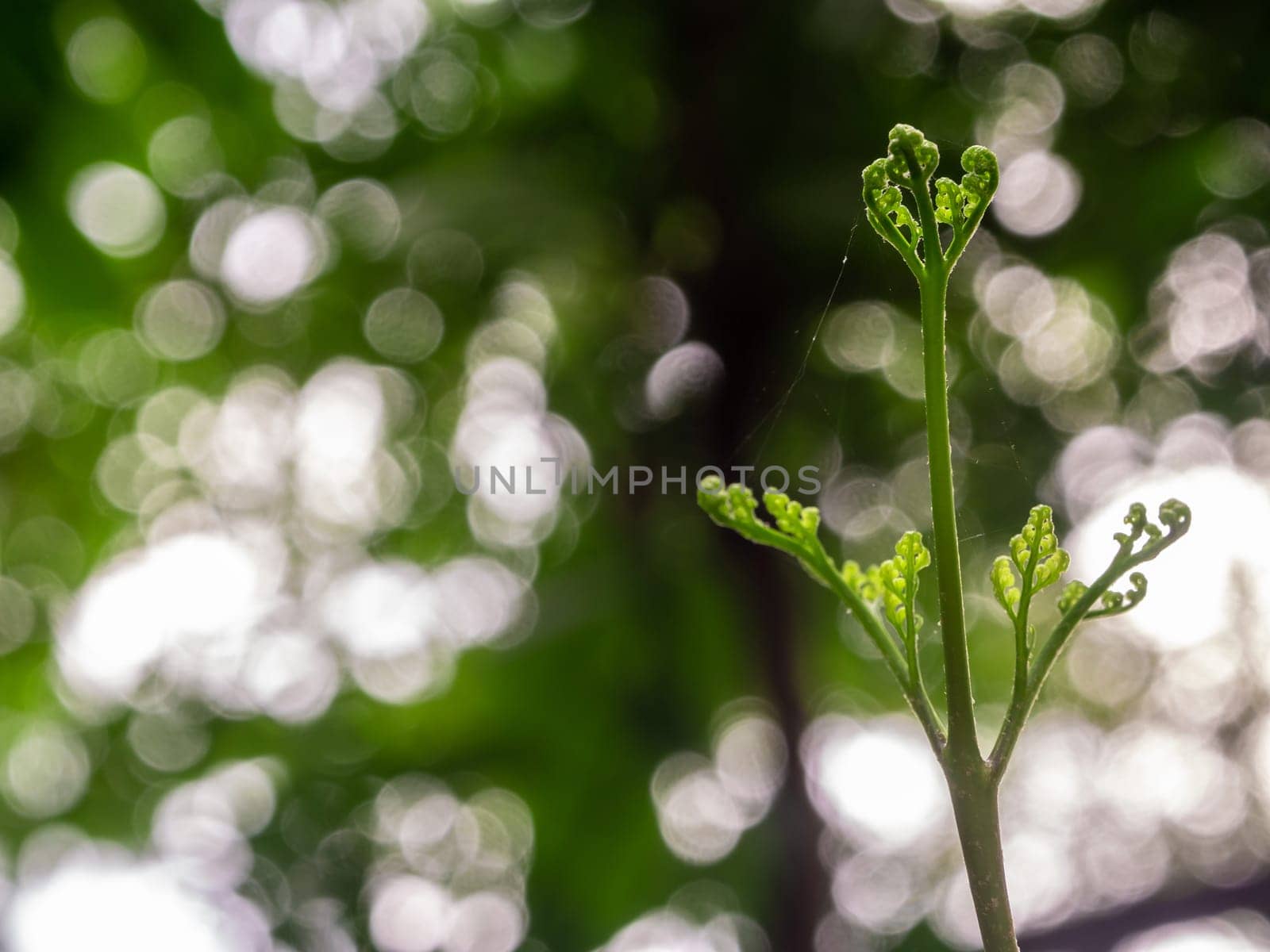 The cobweb on Bud leaf of Davallia denticulata polynesia fern by Satakorn